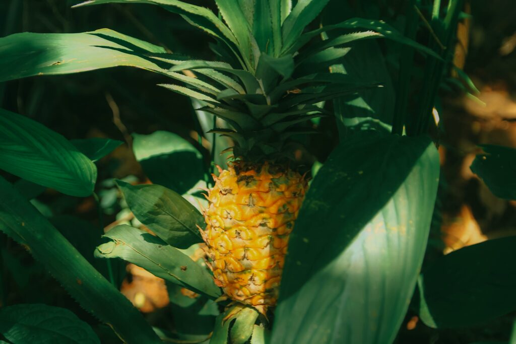pexels photo 1206597 1206597 Close-up of a pineapple growing amidst lush tropical leaves, capturing vibrant natural beauty.