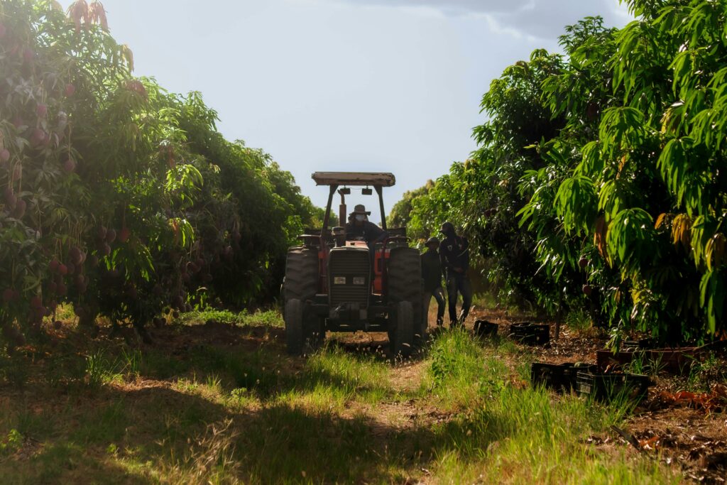 pexels photo 28903100 28903100 Tractor navigating through a vibrant green mango orchard, engaging in agriculture work.