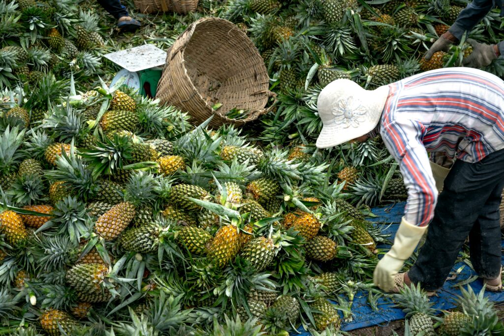 pexels photo 6875371 6875371 A farmer in a sun hat bends to arrange pineapples at an outdoor fruit market.