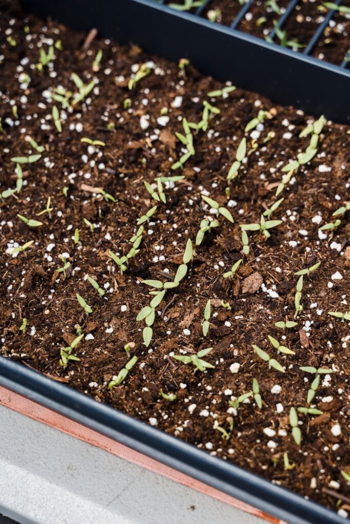 pexels photo 7728011 Close-up of small seedlings sprouting in a rectangular container.