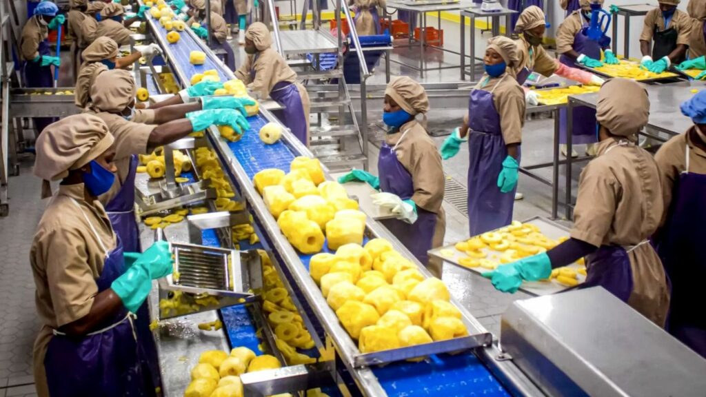 sorting and drying ananas sorting and drying ananas